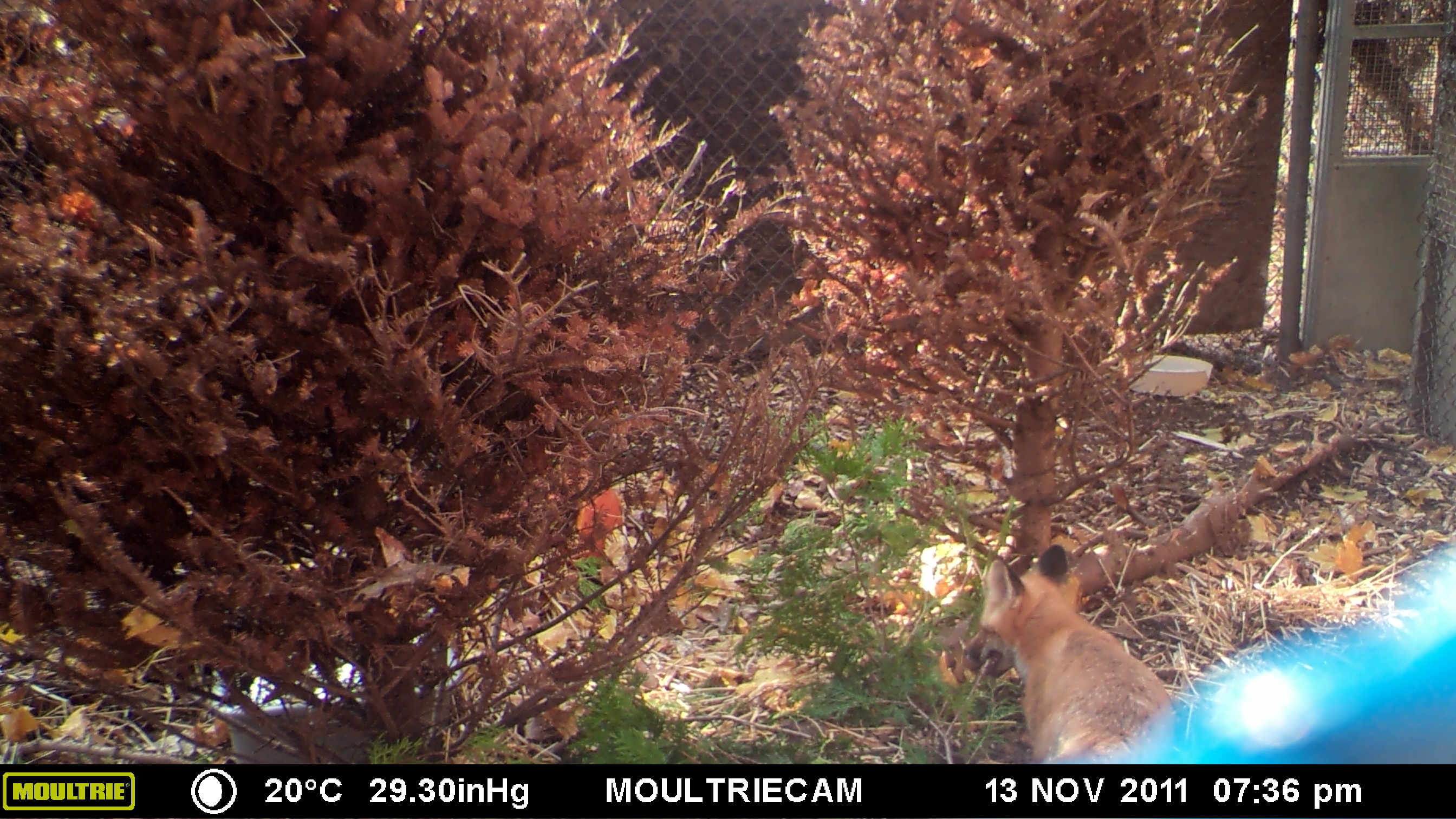 MOULTRIE DIGITAL GAME CAMERA MOULTRIE DIGITAL GAME CAMERA