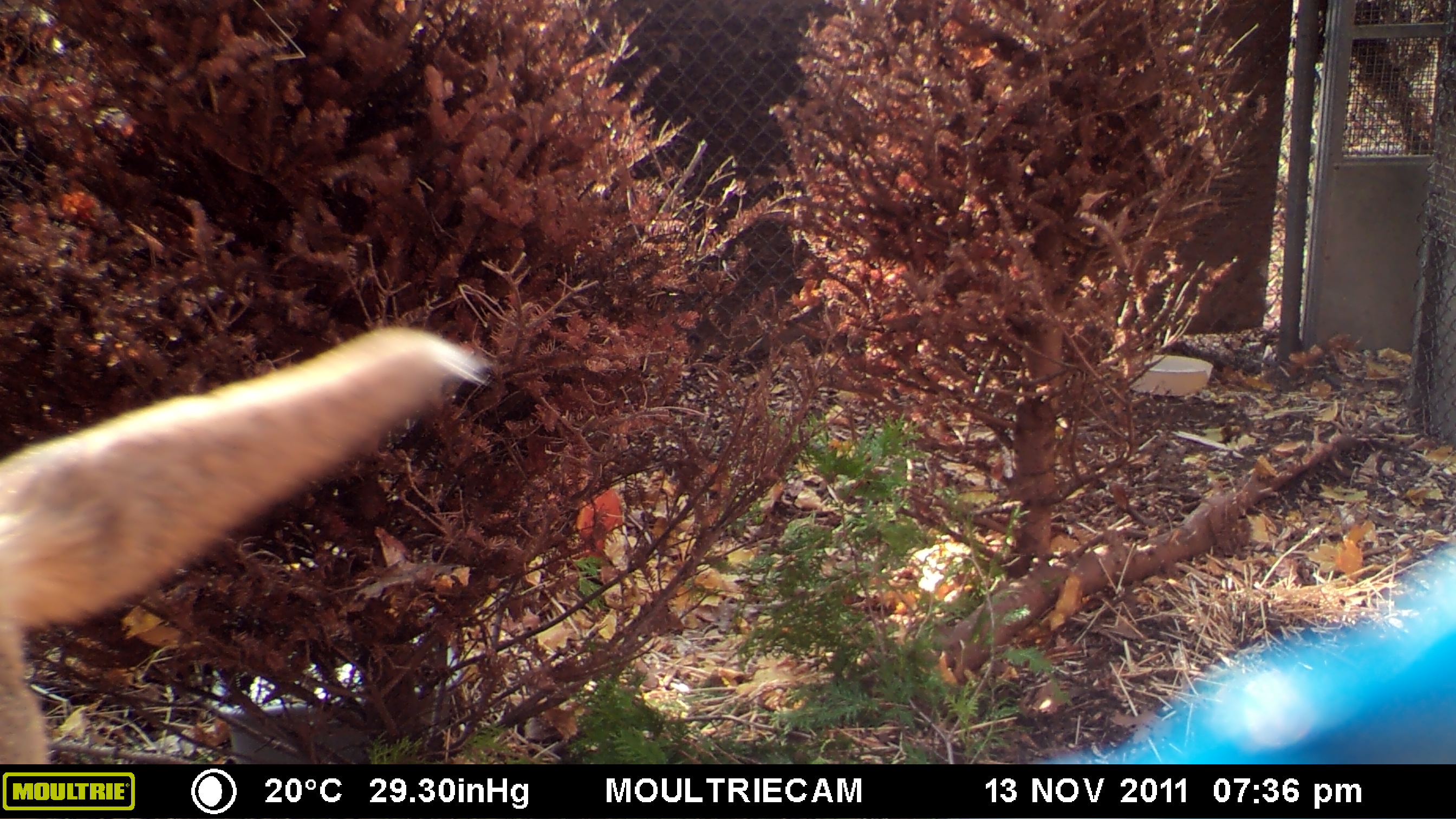 MOULTRIE DIGITAL GAME CAMERA MOULTRIE DIGITAL GAME CAMERA