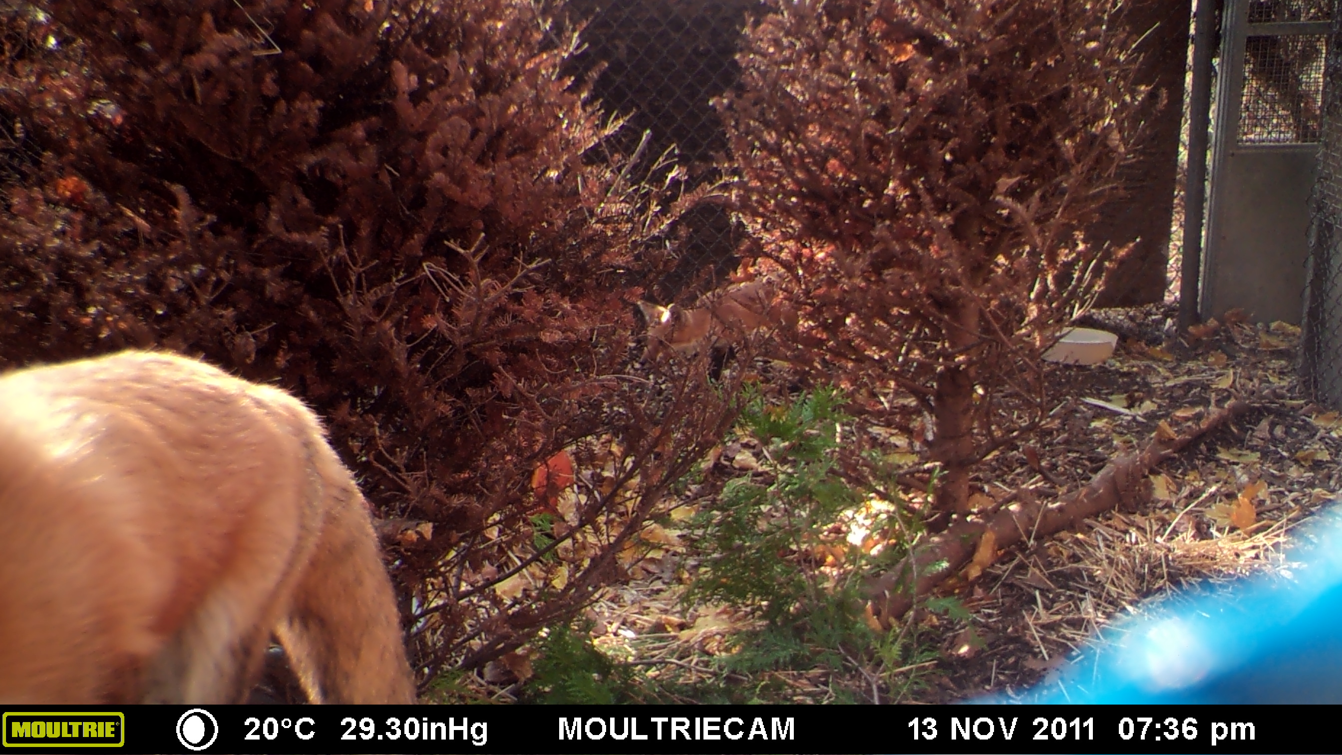 MOULTRIE DIGITAL GAME CAMERA MOULTRIE DIGITAL GAME CAMERA