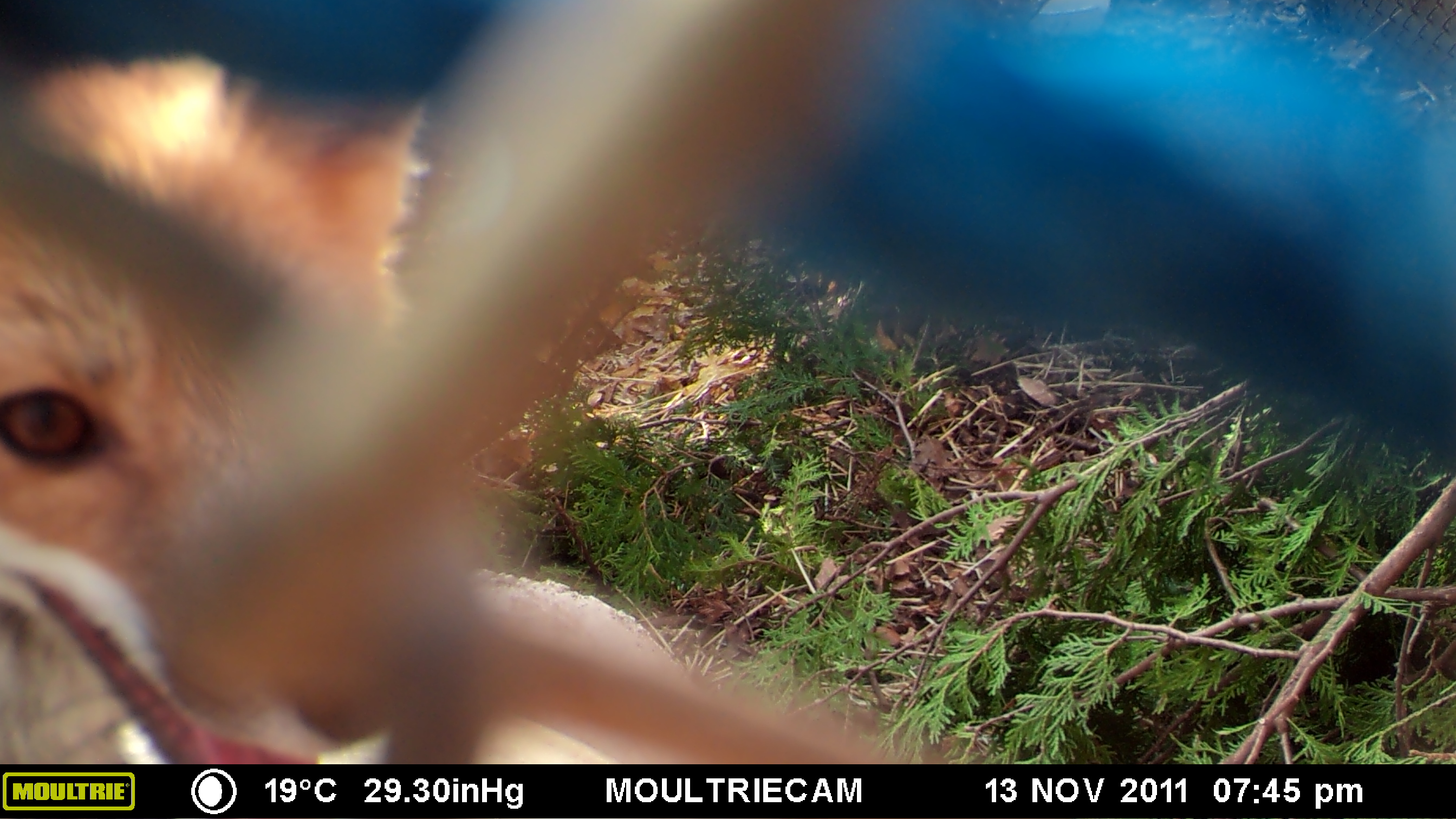 MOULTRIE DIGITAL GAME CAMERA MOULTRIE DIGITAL GAME CAMERA