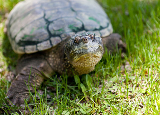 Sick or injured reptile or amphibian