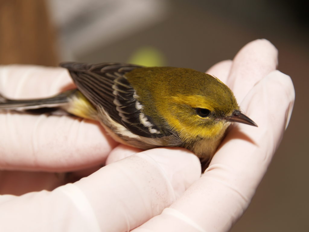 How to help sick or injured wild animals – Toronto Wildlife Centre How to help sick or injured wild animals – Toronto Wildlife Centre