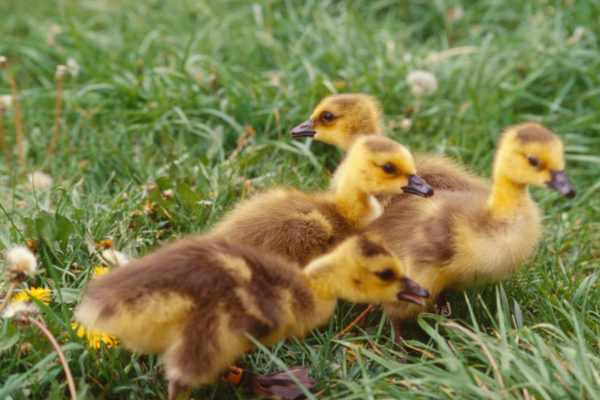 Baby Canada geese