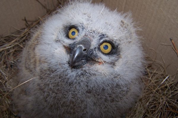 Nestling great horned owl