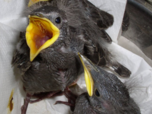 Nestling starlings