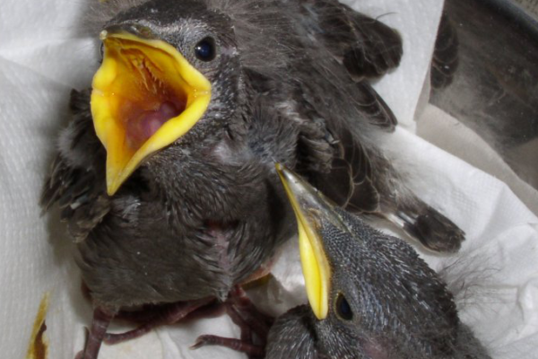Nestling starlings