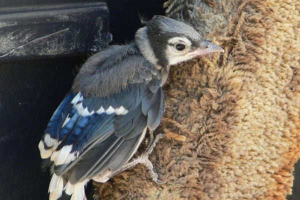 Fledgling blue jay