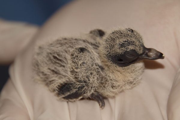 Hatchling mourning dove