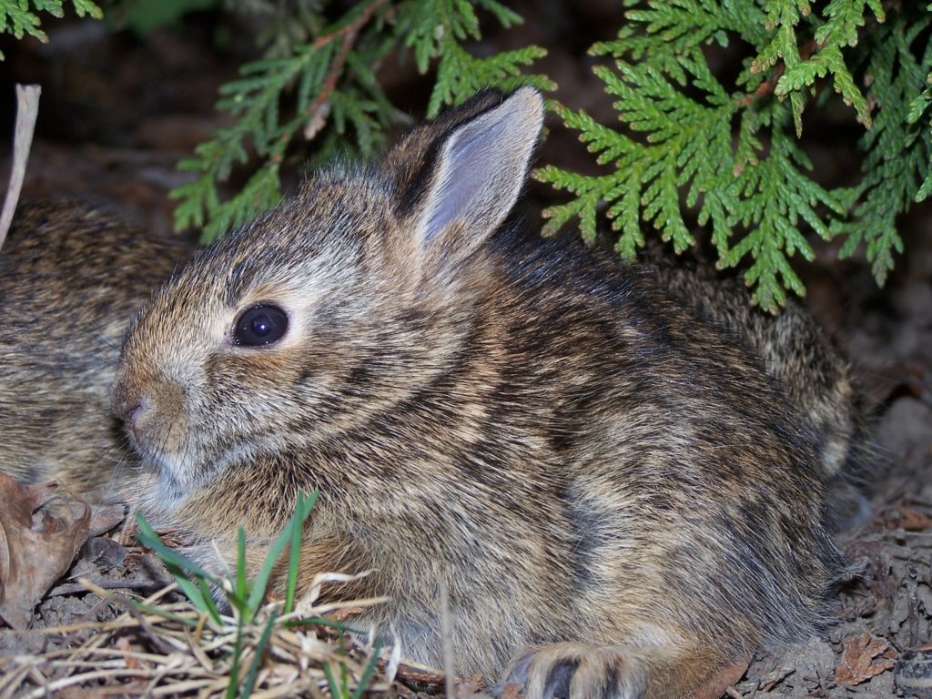 Unchid Rabbit How to help baby rabbits – Toronto Wildlife Centre