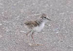 I found a baby shorebird – Toronto Wildlife Centre