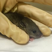 Baby Norway Rat