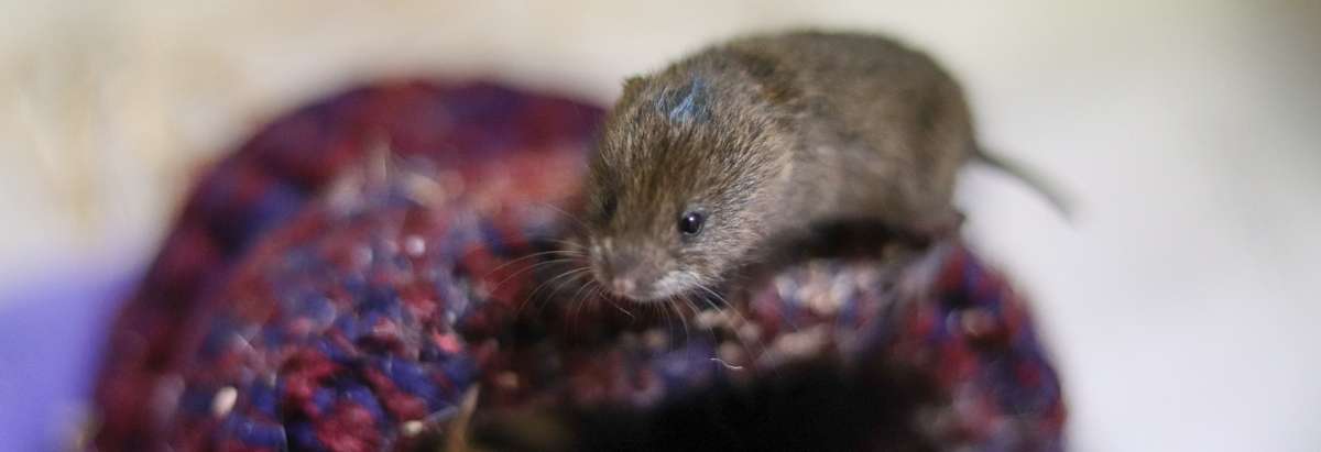 A baby meadow vole sits on top of a purple knitted den to use for hiding