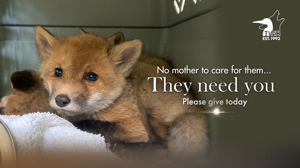 Orphaned baby fox in kennel cab rescued by the Toronto Wildlife Centre.
