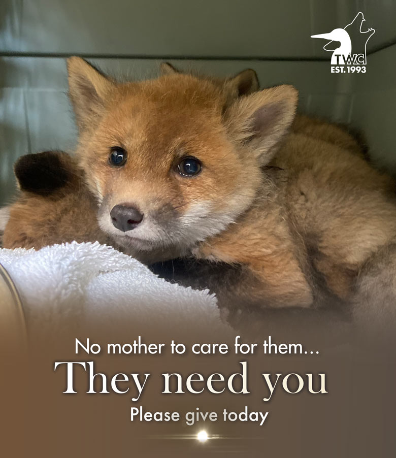 Orphaned baby fox in kennel cab rescued by the Toronto Wildlife Centre