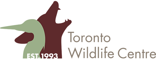 Toronto Wildlife Centre